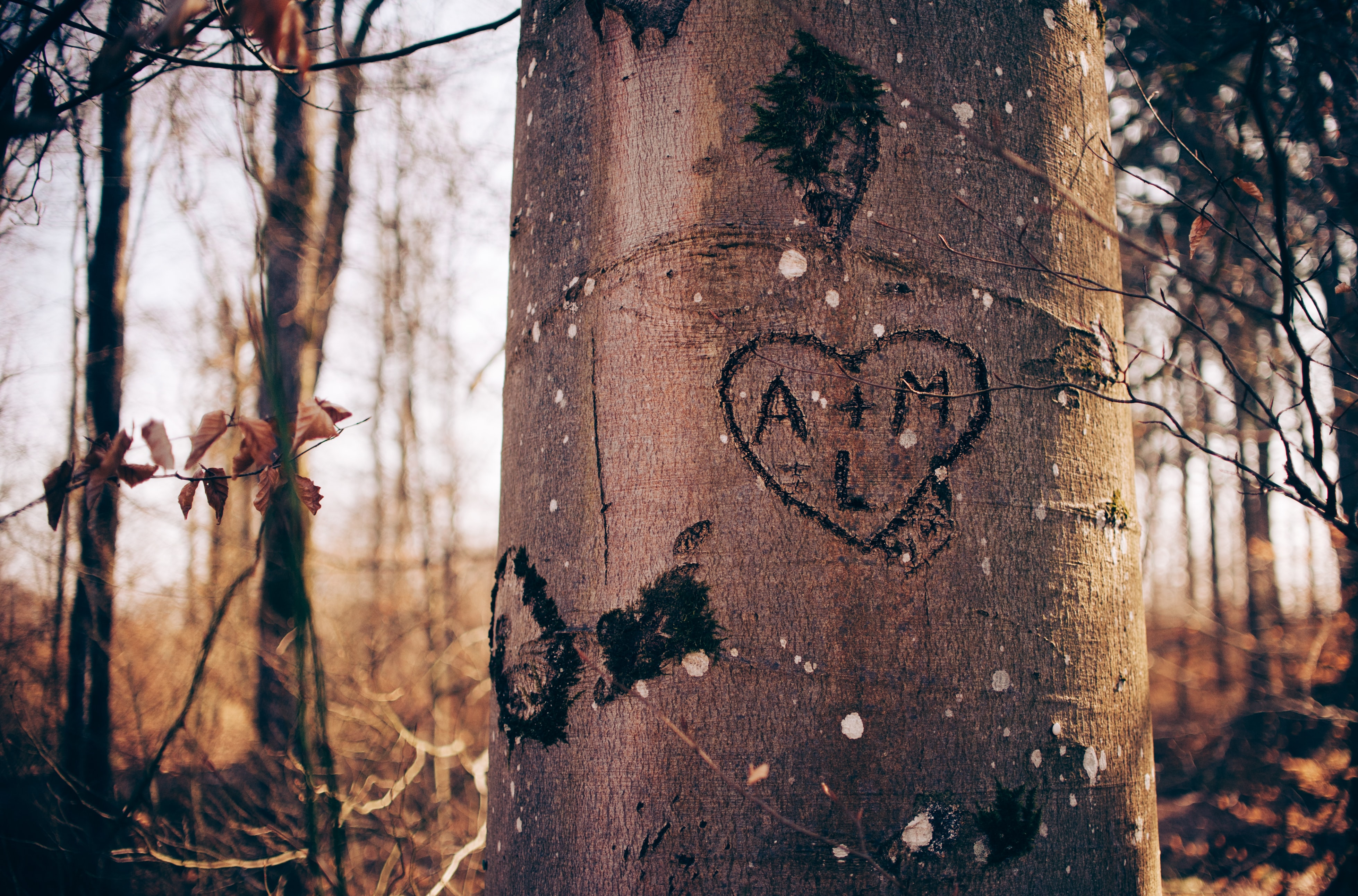 Heart and intitials carved into a tree truck